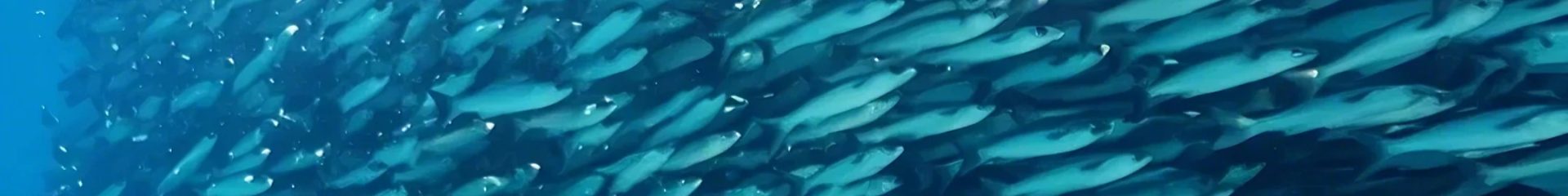 Growing Without Antibiotics: Natural Feed Additives from Plants for Efficiency & Profit